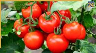 Tomatoes Planting Tips