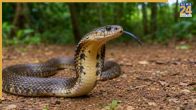 Water Snake Bite