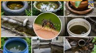 Dengue Ke Machar Kaise Aate Hain