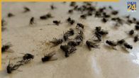 Mosquitoes Home Remedies