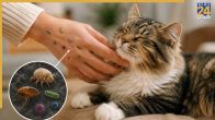 cat hand microscope