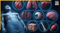 Which Organ Dies First After Death