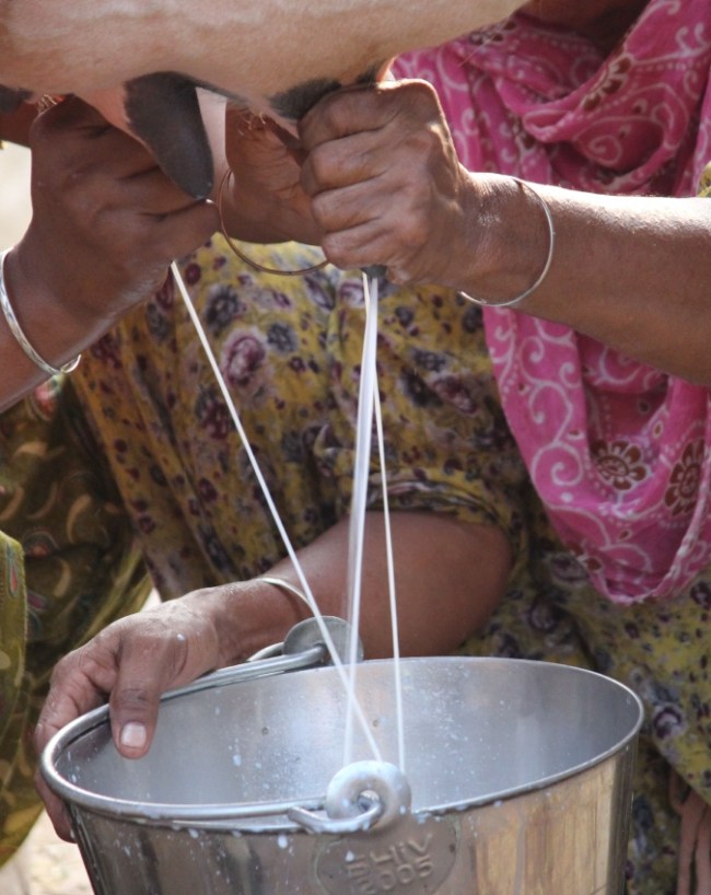 भारत में वेज दूध मिलता है या नॉनवेज दूध?