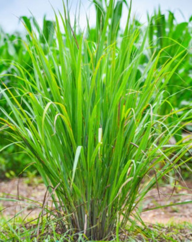 लेमन ग्रास का पौधा 